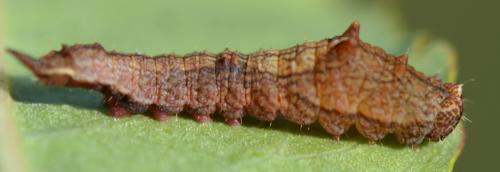 Cilix glaucata